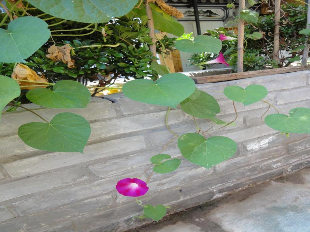 Dali Four Season Flower Inn Đại Lý Ngoại thất bức ảnh