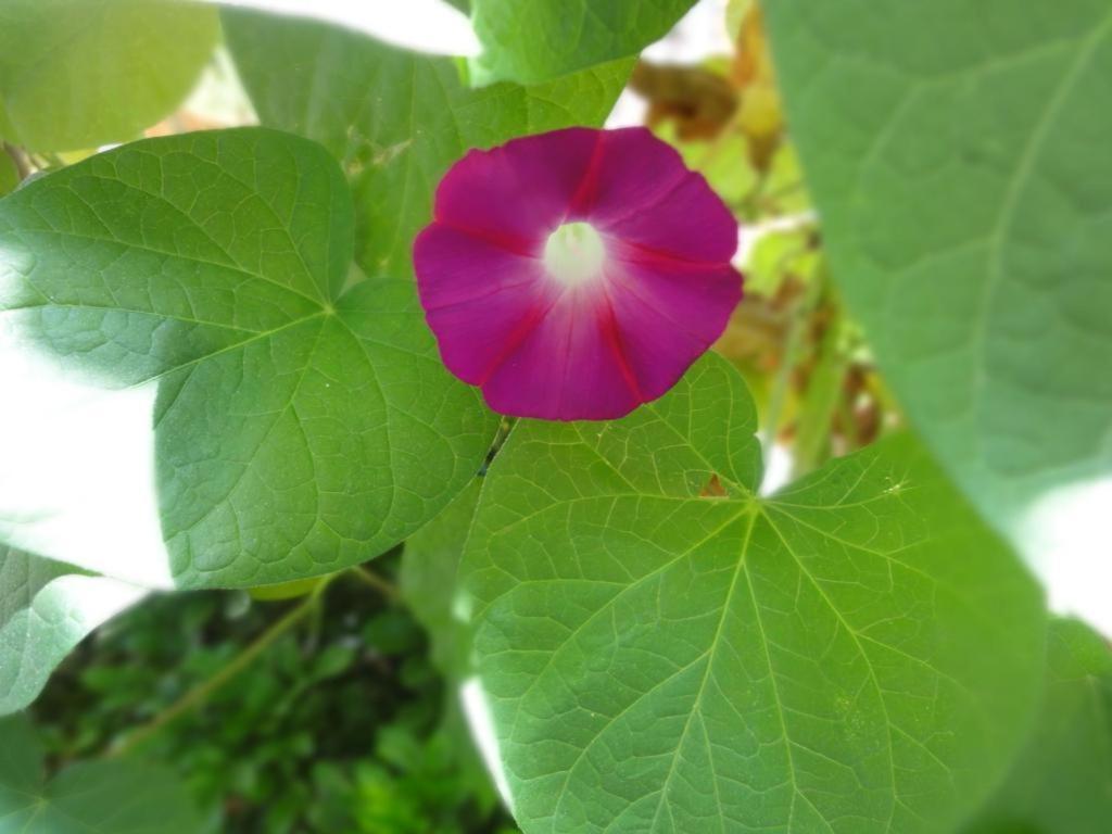 Dali Four Season Flower Inn Đại Lý Ngoại thất bức ảnh